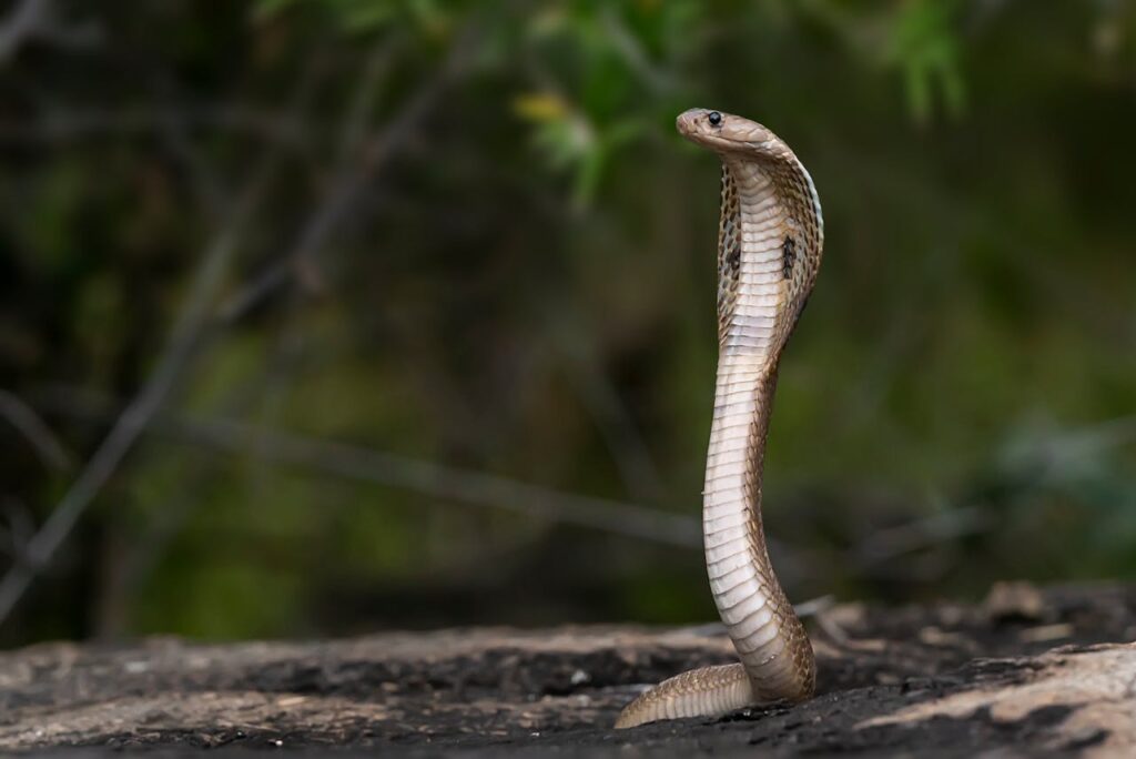 Indian snake
