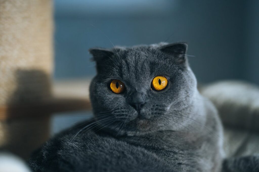 British Shorthair cat round face