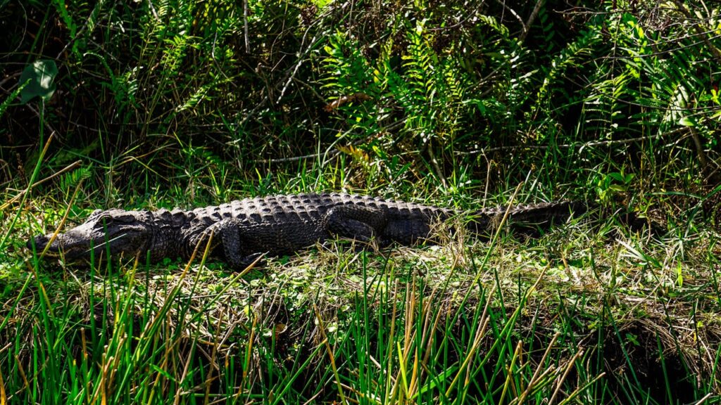 Alligator