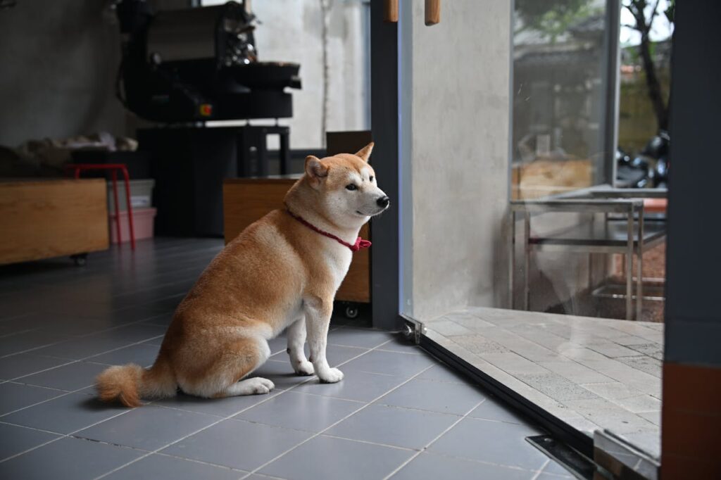 Shiba Inu