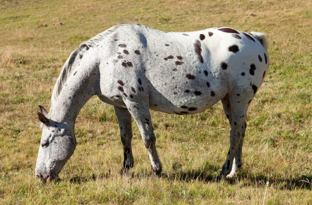 Appaloosa breed