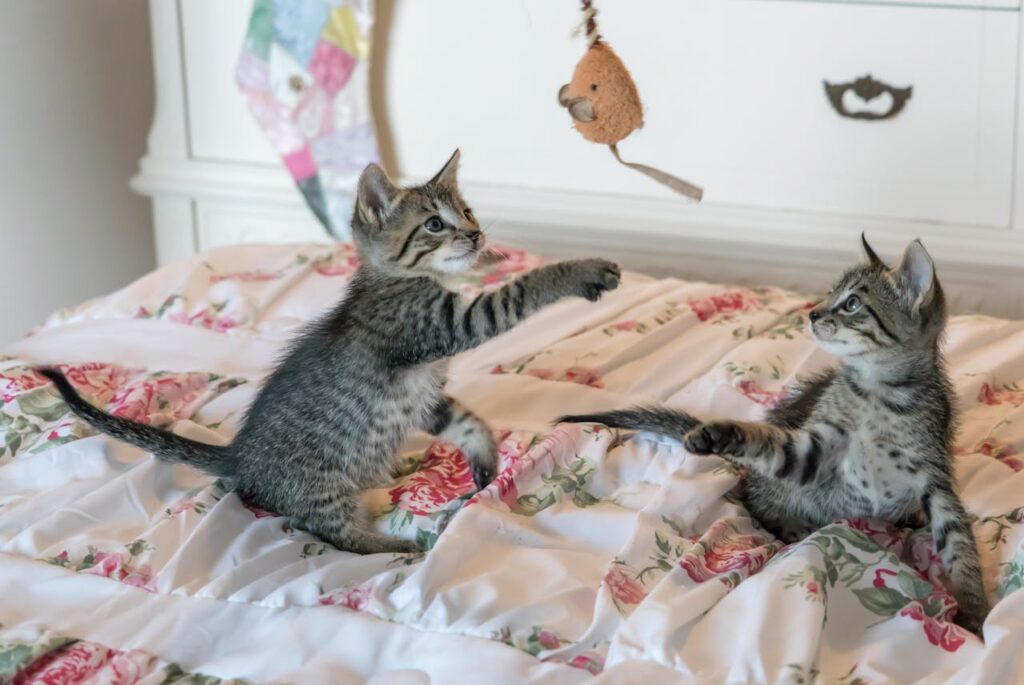 Cats playing with toy