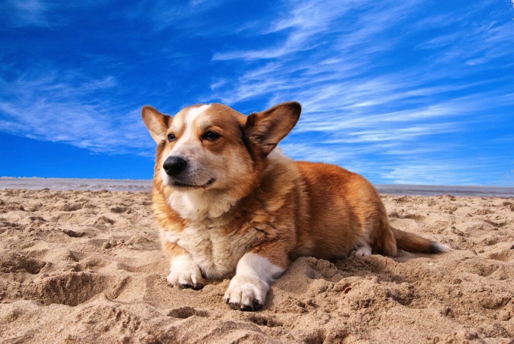 Happy dog