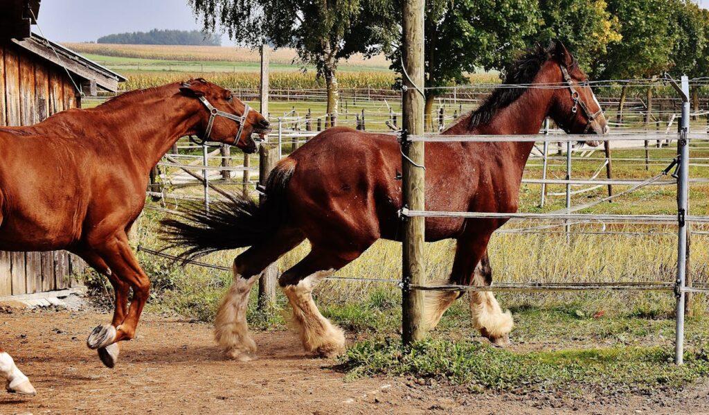 Clydesdale Horses