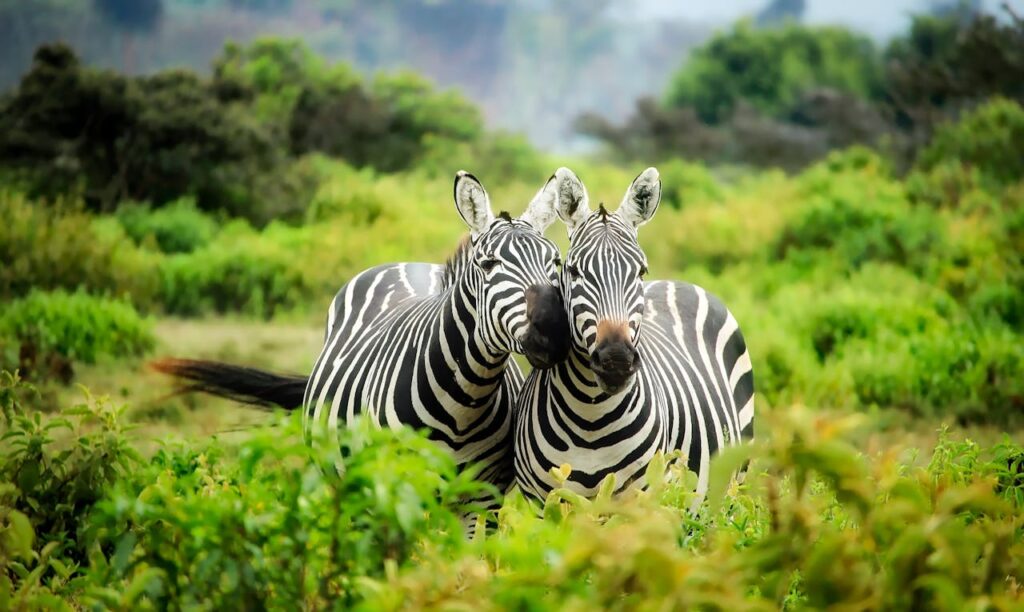 Zebras bonding