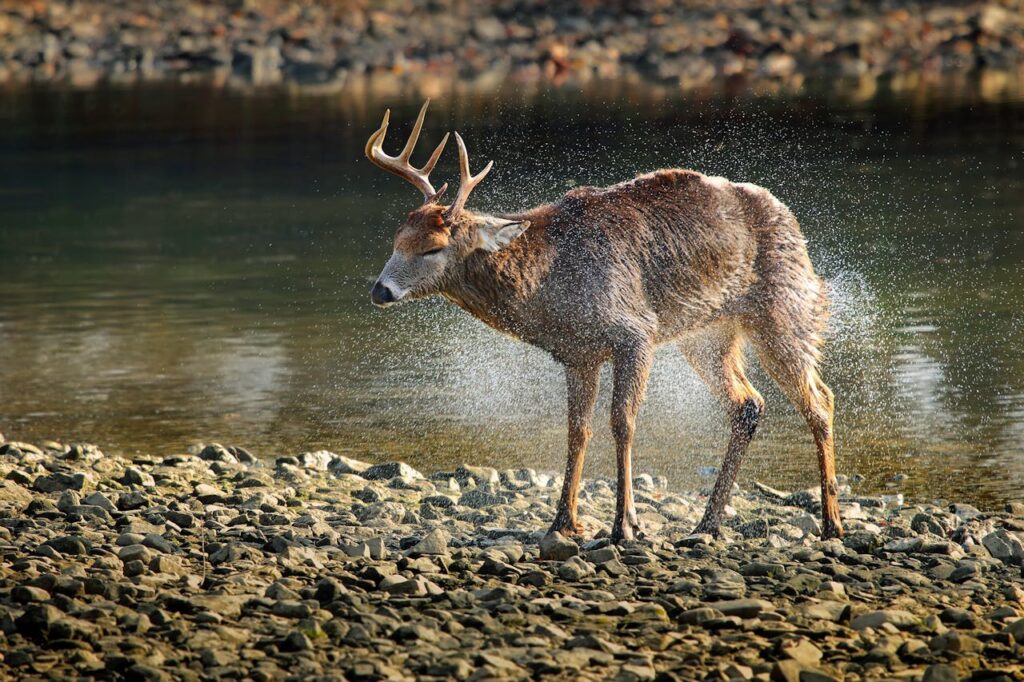 Deer