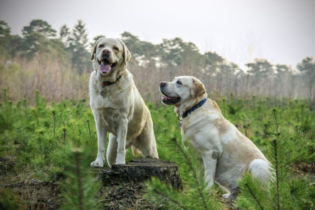 Labrador Retrievers