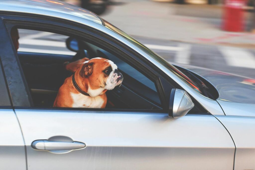 Dog travel
