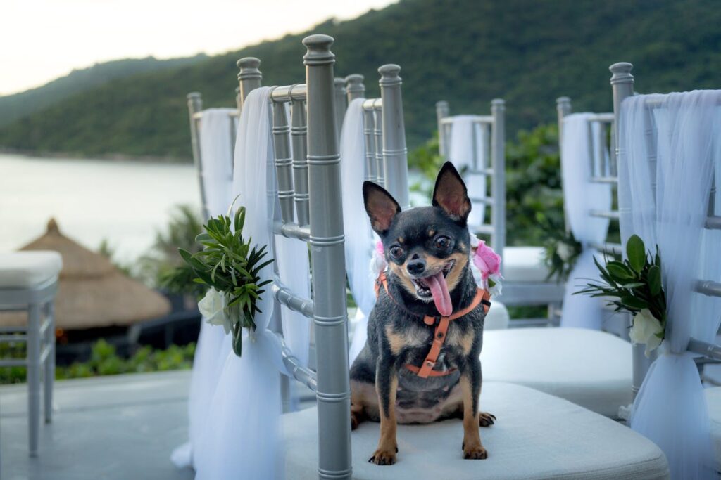 pet-friendly accommodations