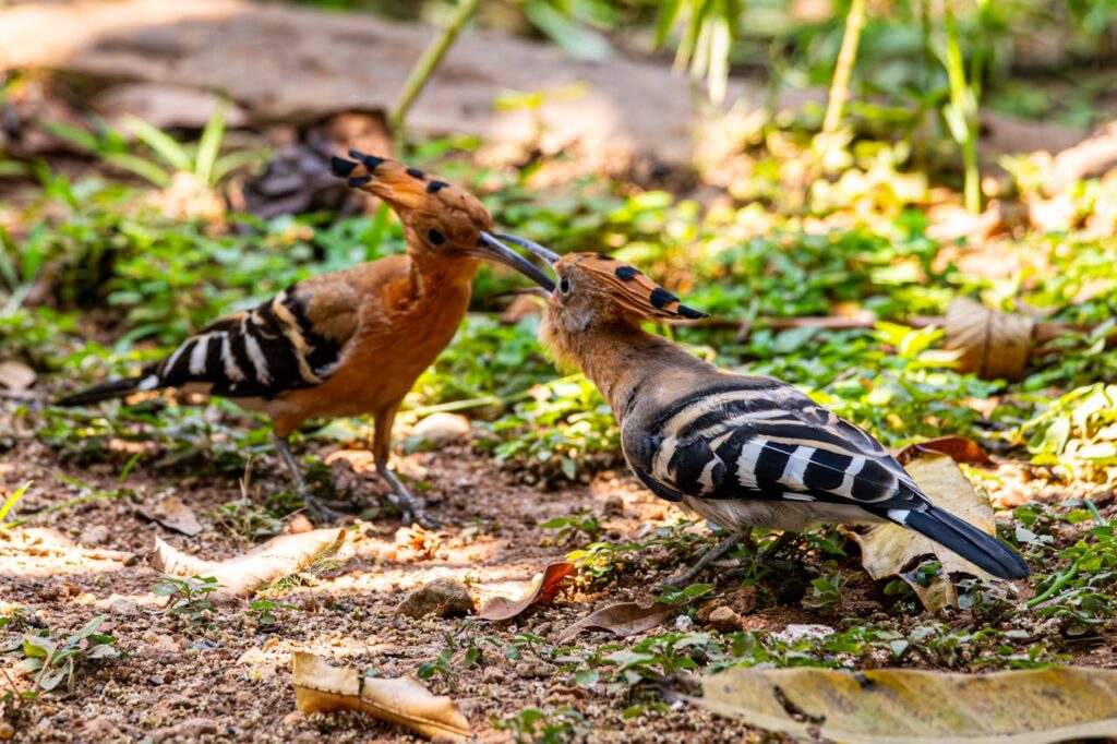 Hoopoes