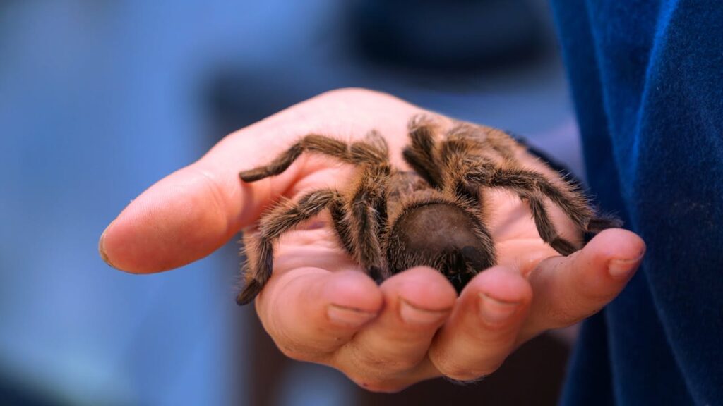 Exotic Pet