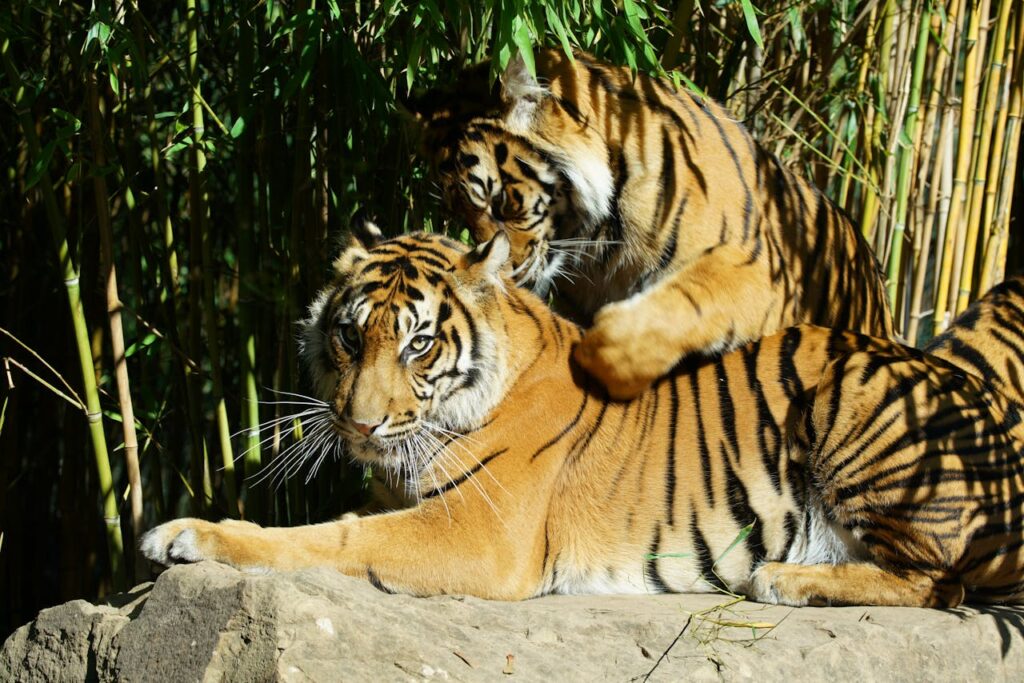 Sumatran Tiger