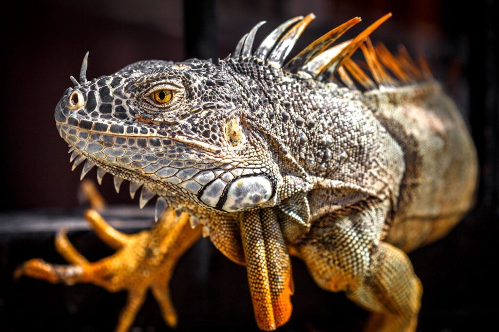 Reptile limb waving in cage