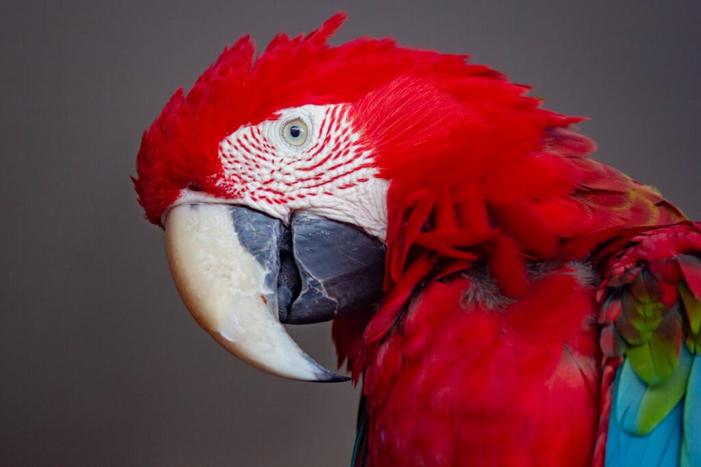 Scarlet Macaw
