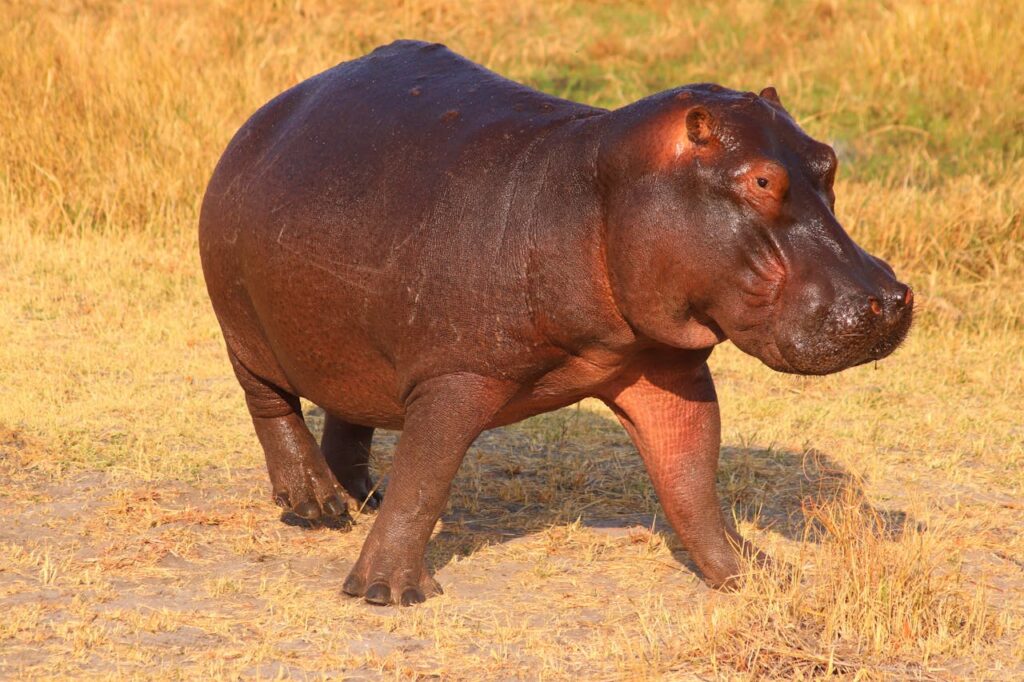Hippopotamus