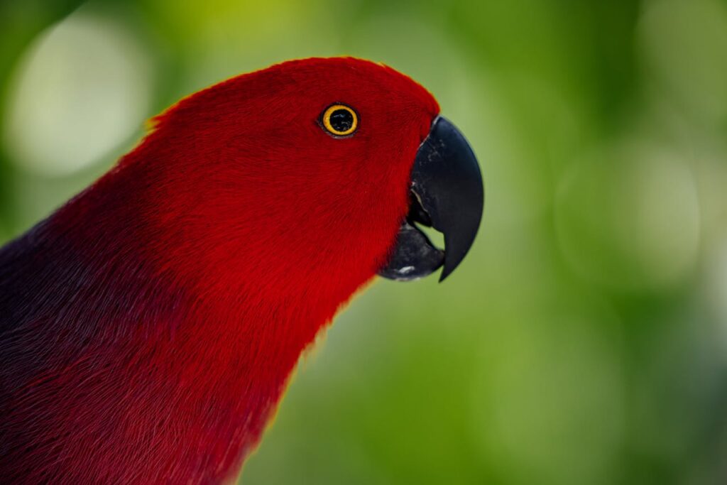 Red Lory