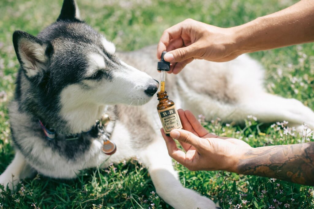 Dog home Remedies