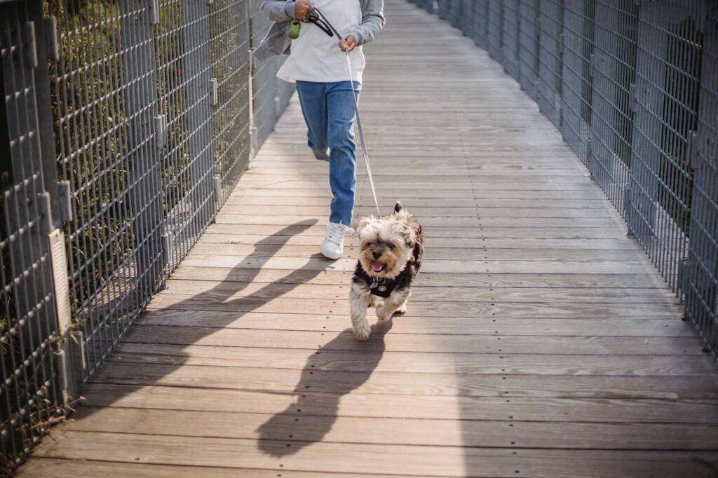 Dog routine