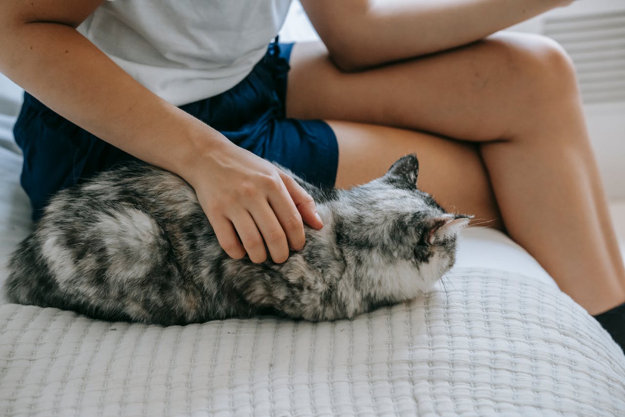 Cat cuddling