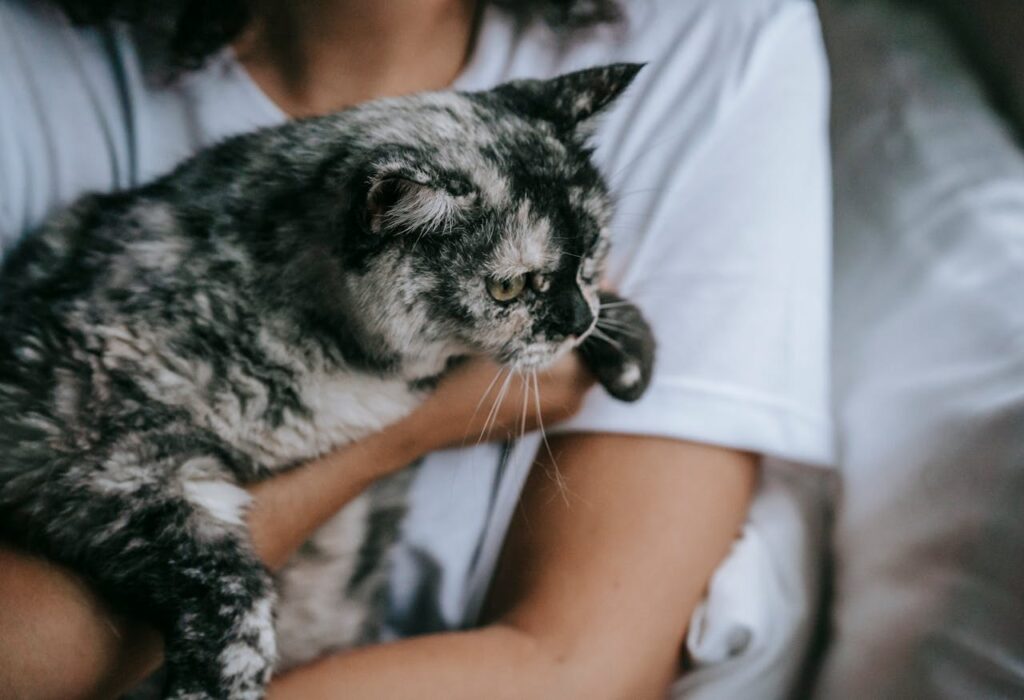 Owner comforting cat