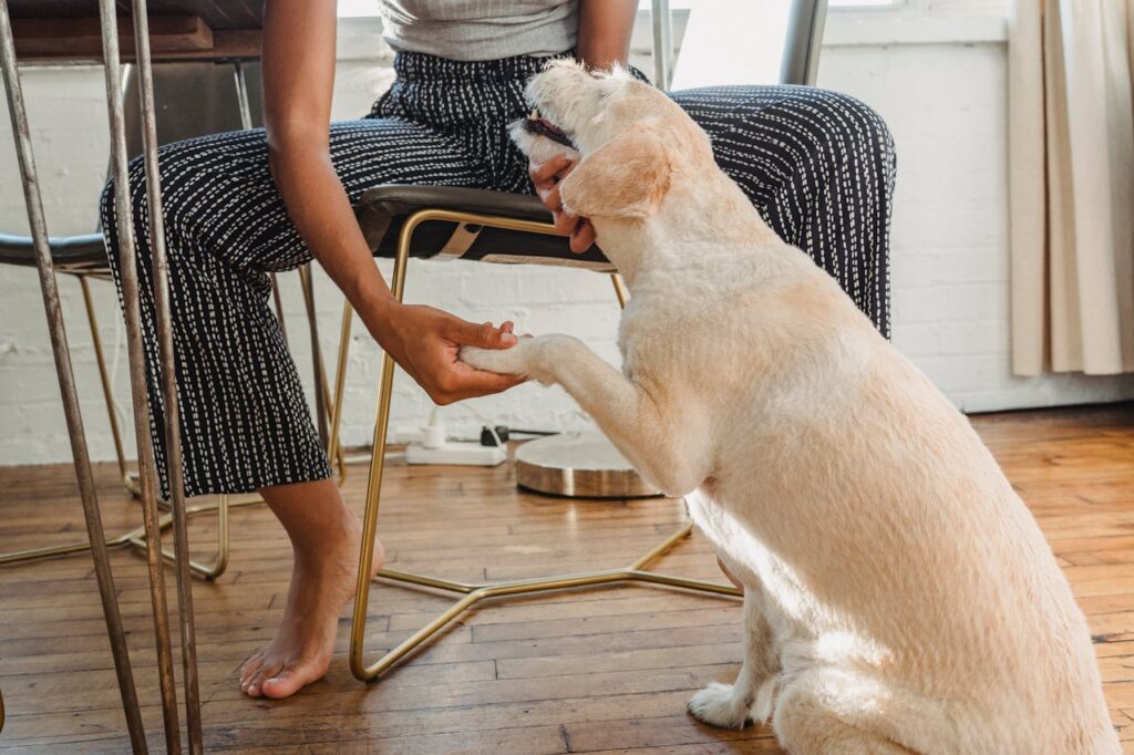 Gentle Paw Touches
