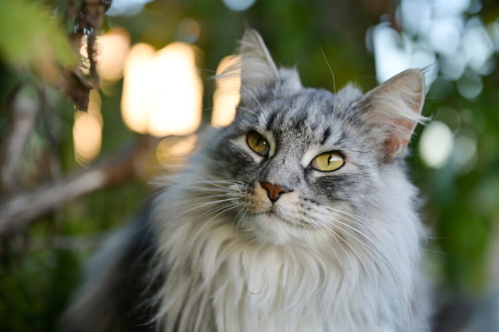 Maine Coon