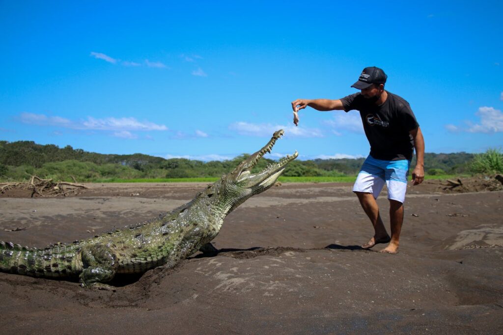 Alligator with man