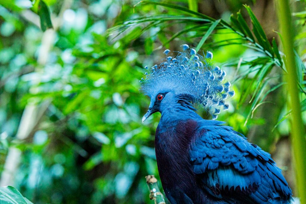 Victoria Crowned Pigeon