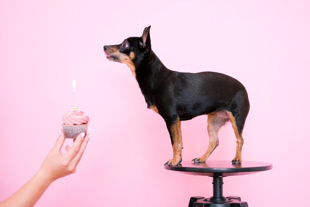 Dog birthday celebration