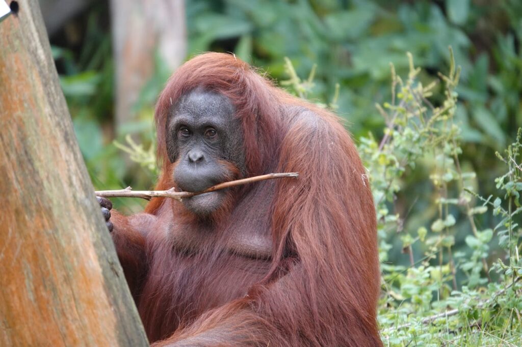 Orangutan