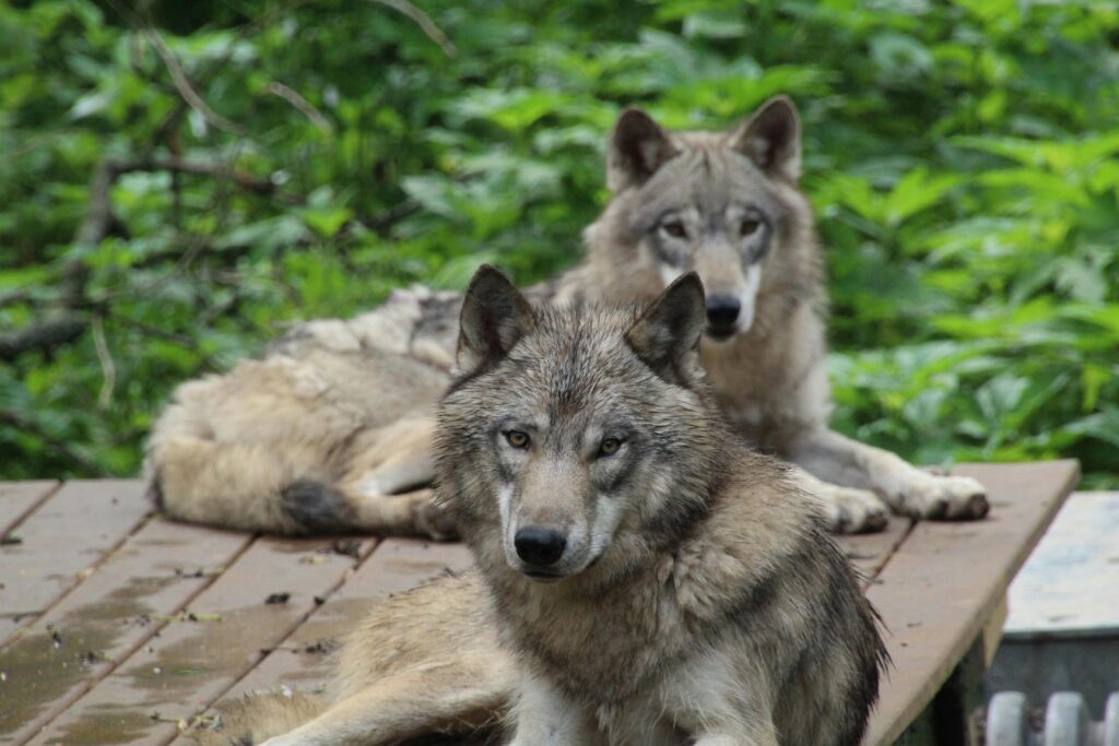 Wolves
