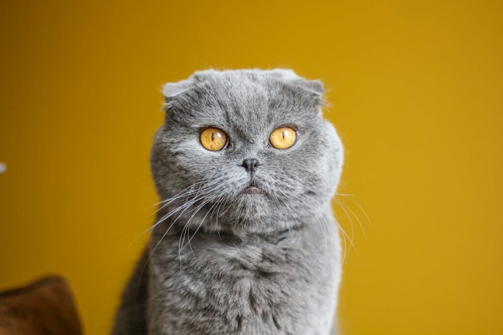 Scottish Fold