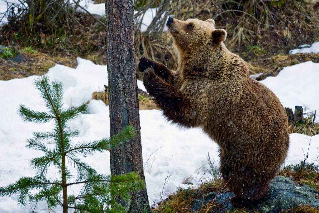 Grizzly bear hiking trail