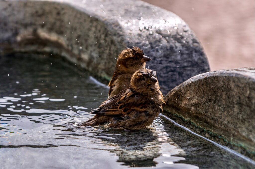 Bird Water Fountain