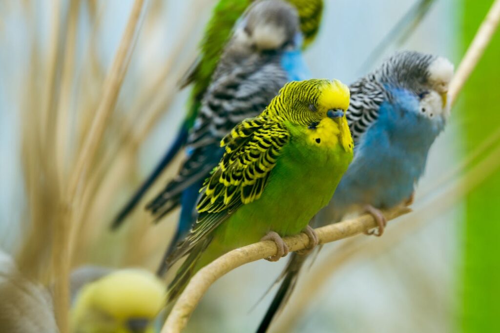 Birds as Pet
