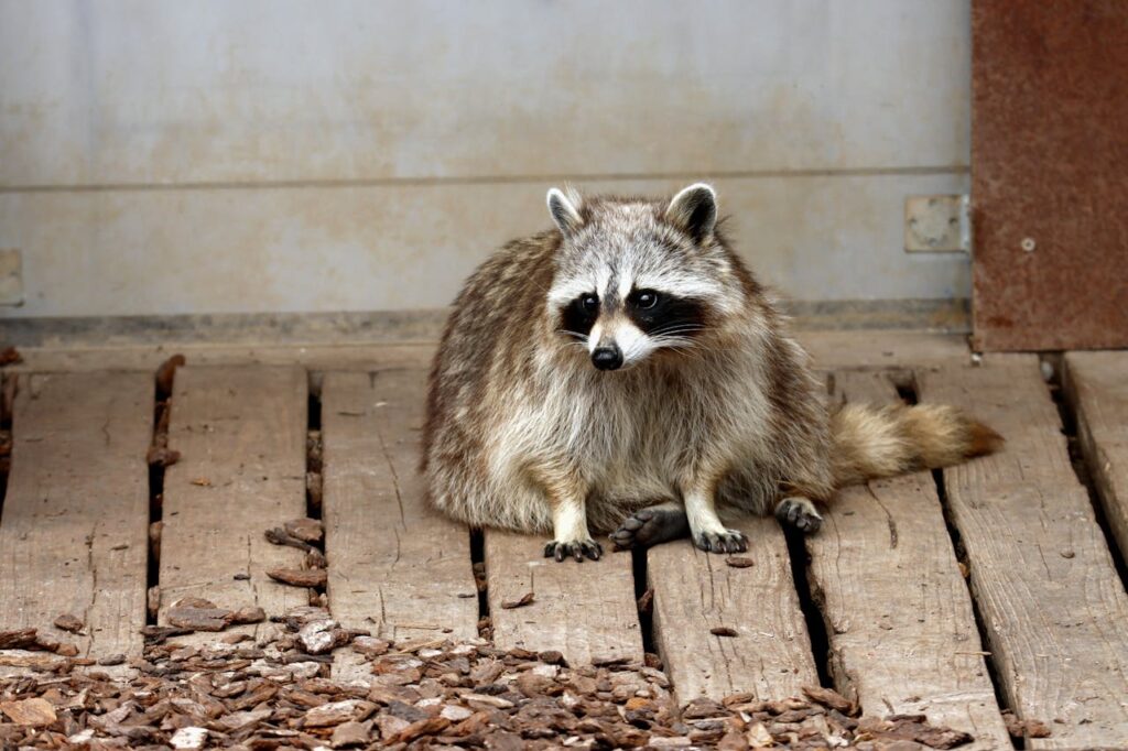 Raccoon