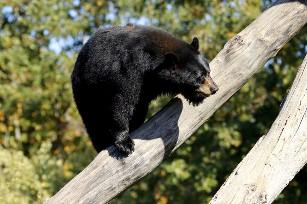 Black wild bear