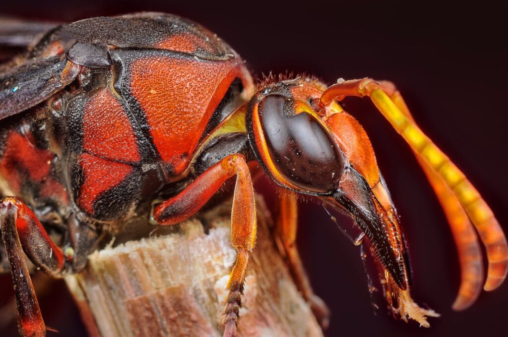 Asian Giant Hornet