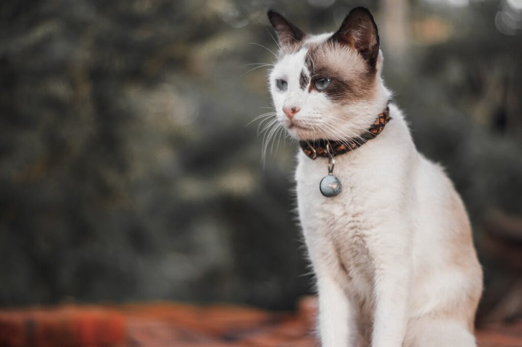 Siamese