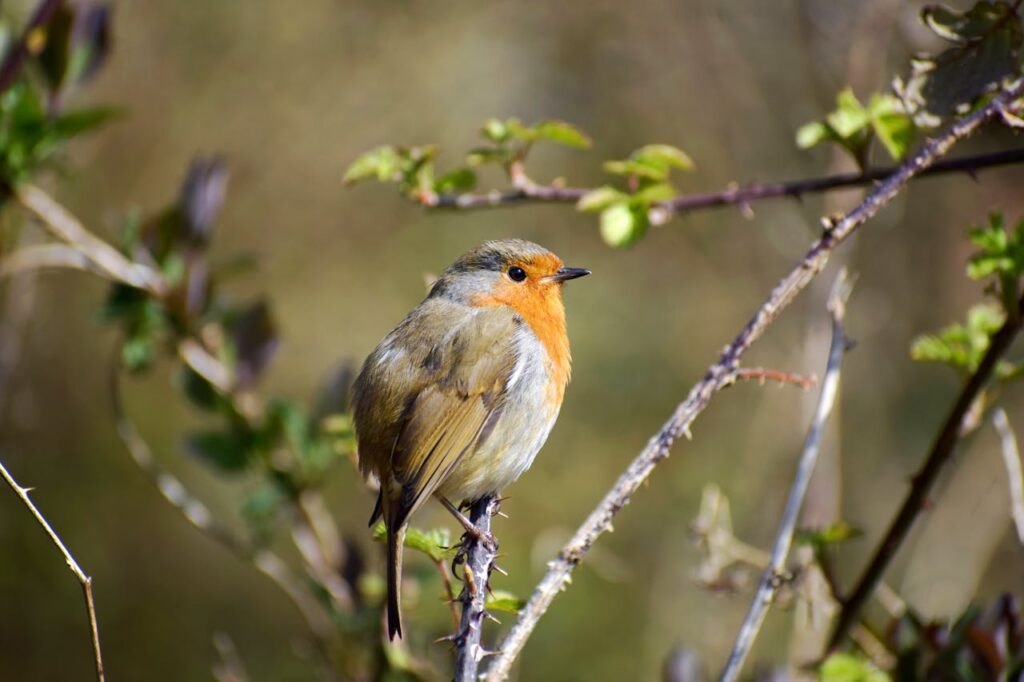 Robin bird