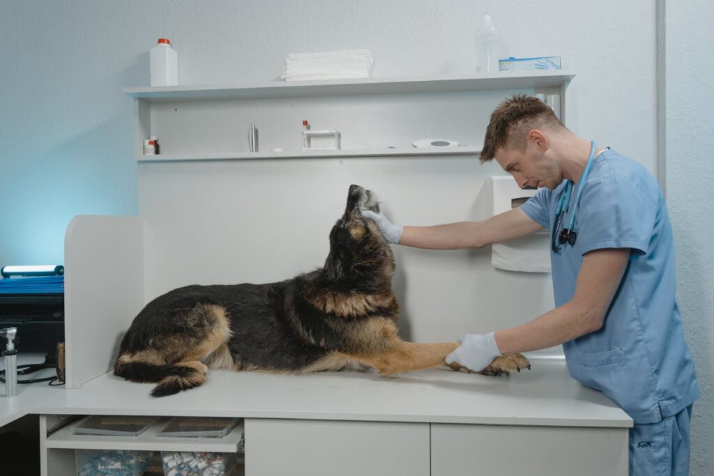 Vet clinic exam room