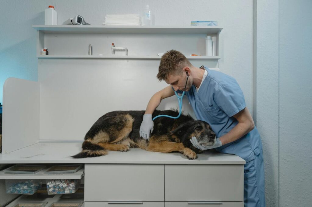 sick dog