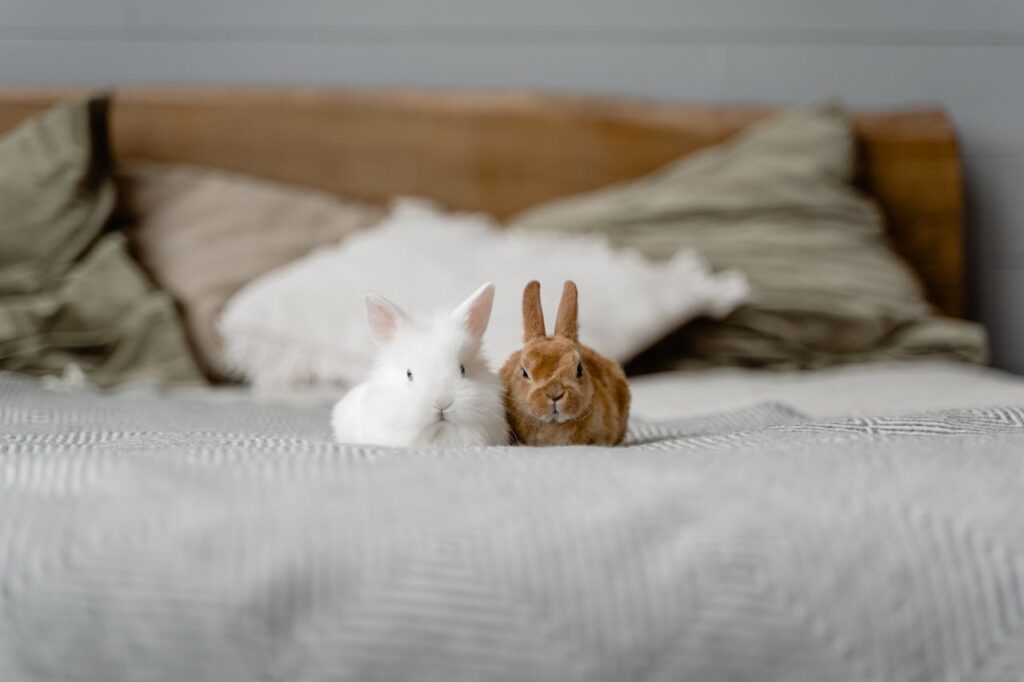 Two rabbits cuddling