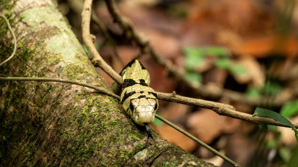 Harmless Chicken Snake