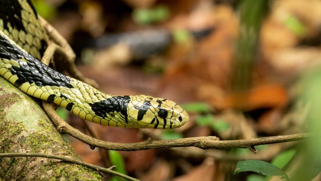 Harmless Chicken Snake