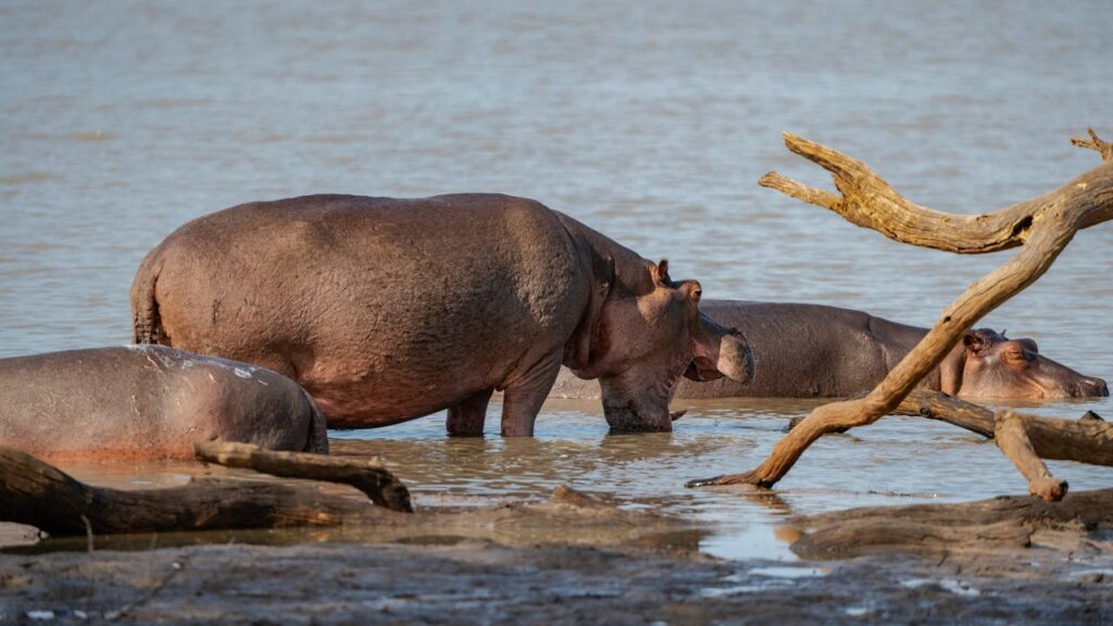Hippos
