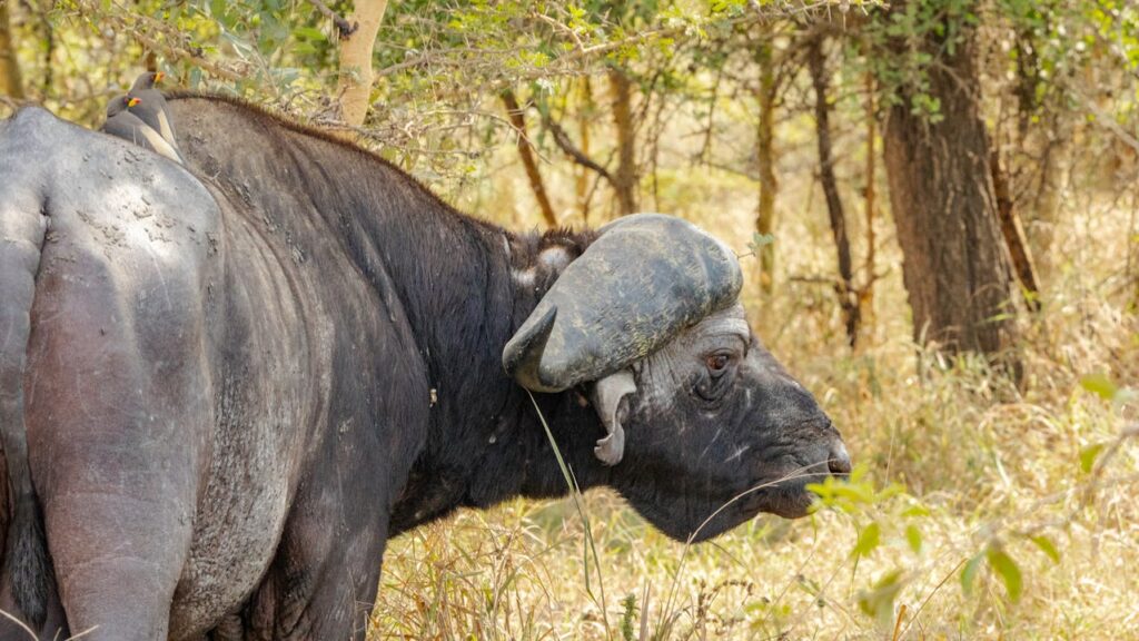 Cap buffalo