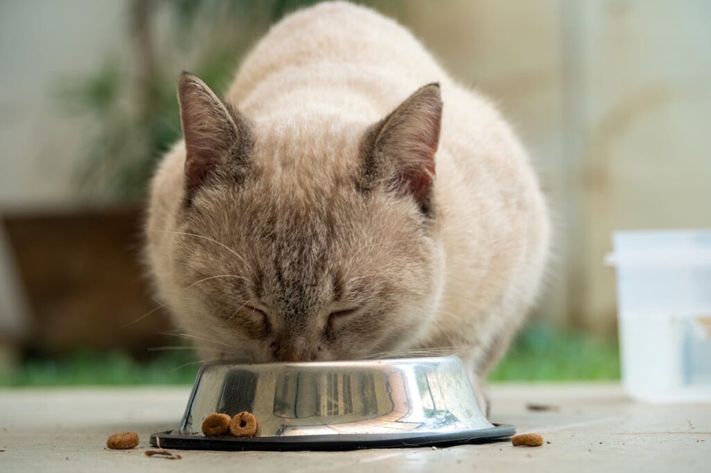 Cat feeding