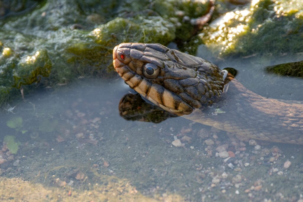 semi-aquatic cottonmouth snake