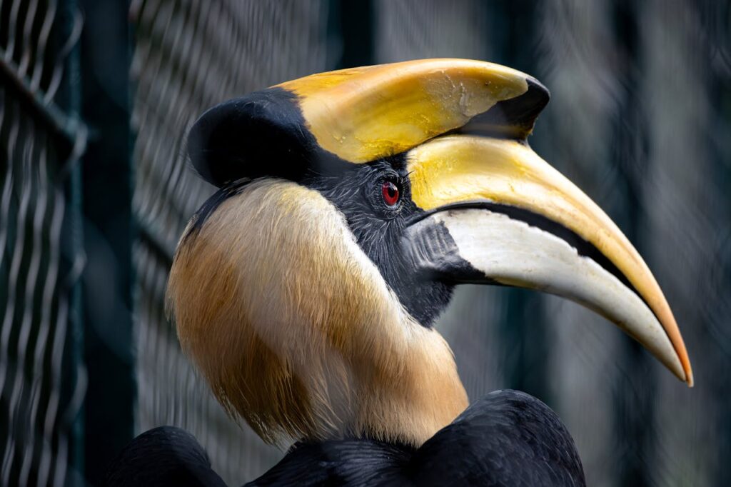 Great Hornbill